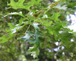 nuttallii quercus nuttall