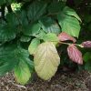 Parrotia persica - Image 3