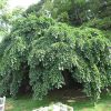 Ulmus glabra 'Camperdownii'