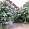 Lagerstroemia indica 'Muskogee'