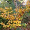 Hamamelis x intermedia 'Primavera'