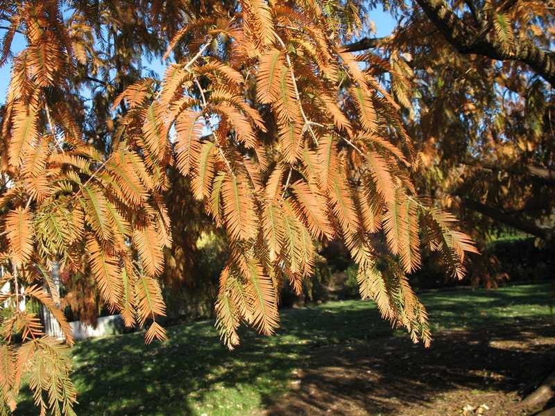 Metasequoia tree images