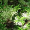 Chionanthus virginicus - Image 3