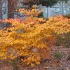 Hamamelis x intermedia 'Diane' - Image 3