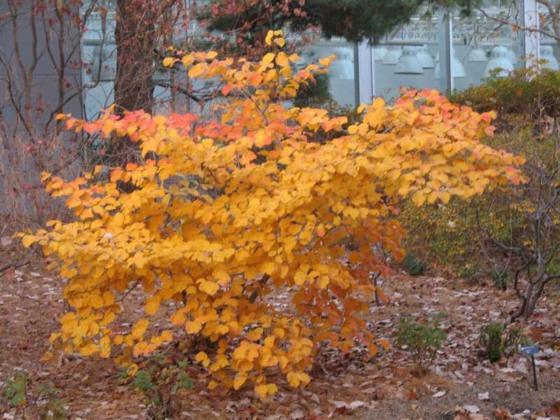 Hamamelis x intermedia 'Winter Beauty', Witch Hazel – Dancing Oaks Nursery  and Gardens