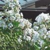 Lagerstroemia 'Natchez' - Image 2
