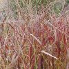Panicum virgatum 'Shenandoah' - Image 3