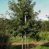 Quercus lyrata 'Highbeam' - Image 2