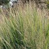 Panicum virgatum 'Northwind'