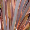 Phormium tenax - Image 2