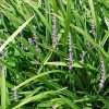 Liriope spicata - Image 2