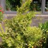 Chamaecyparis pisifera 'Vintage Gold' - Image 2