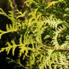 Chamaecyparis pisifera 'Vintage Gold'