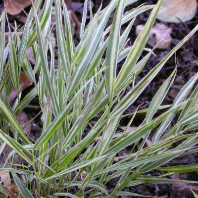 Hakonechloa macra 'Aureola'