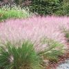 Muhlenbergia capillaris - Image 2