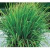 Cymbopogon citratus 'Lemon Grass'