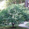 Cercis canadensis var. texensis 'Oklahoma' - Image 3