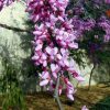 Cercis canadensis