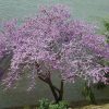 Cercis canadensis - Image 2