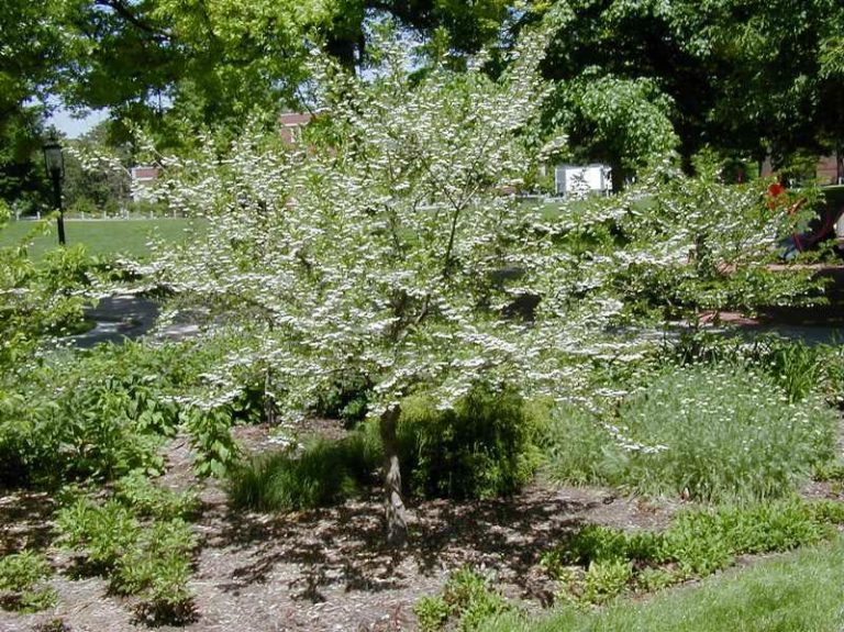 Styrax japonicus. Kiefer Nursery Trees, Shrubs, Perennials