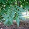 Zelkova serrata - Image 2