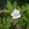 Magnolia virginiana