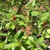 Magnolia virginiana - Image 3