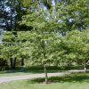 Prunus x yedoensis (Yoshino) - Image 3