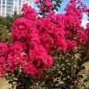 Lagerstroemia indica 'Whit III' (Pink Velour) - Image 2