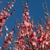 Prunus mume 'Peggy Clarke' - Image 3