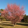 Prunus mume 'Peggy Clarke'