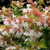 Abelia grandiflora 'Frances Mason'