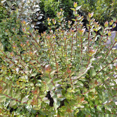 Abelia x grandiflora 'Rose Creek'