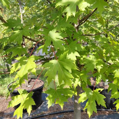 Acer x freemanii 'Jeffersred' (Autumn Blaze)