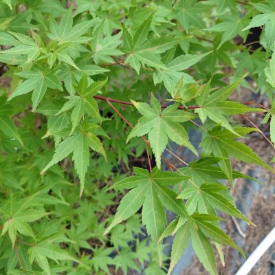 Acer palmatum 'Beni Kawa'