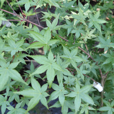 Acer palmatum 'Beni Maiko'