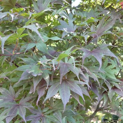 Acer palmatum 'Bloodgood'