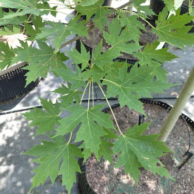Acer x freemanii 'Celzam' (Celebration)