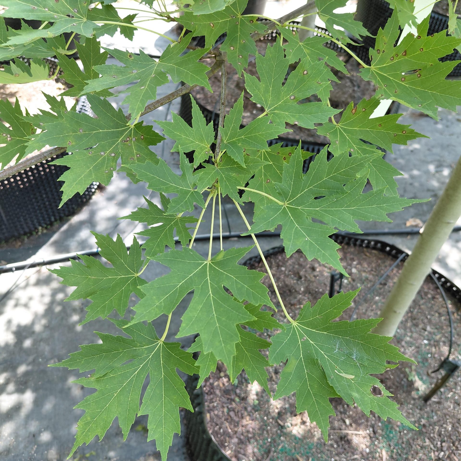 Acer x freemanii 'Celzam' (Celebration)