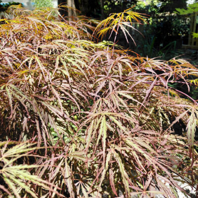 Acer palmatum var. dissectum 'Crimson Queen'