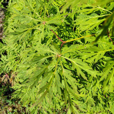 Acer japonicum 'Green Cascade'