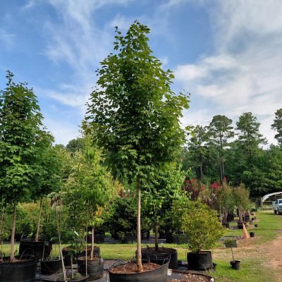 Acer saccharum 'Green Mountain'