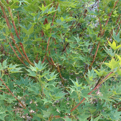 Acer palmatum 'Japanese Sunrise'