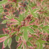 Acer palmatum 'Kagiri Nishiki'