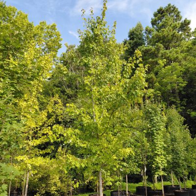 Acer rubrum 'Franksred' (Red Sunset®)