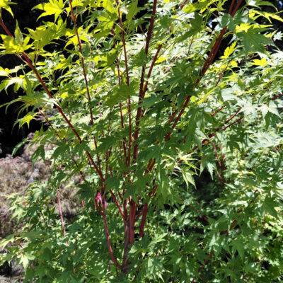 Acer palmatum 'Sango kaku'