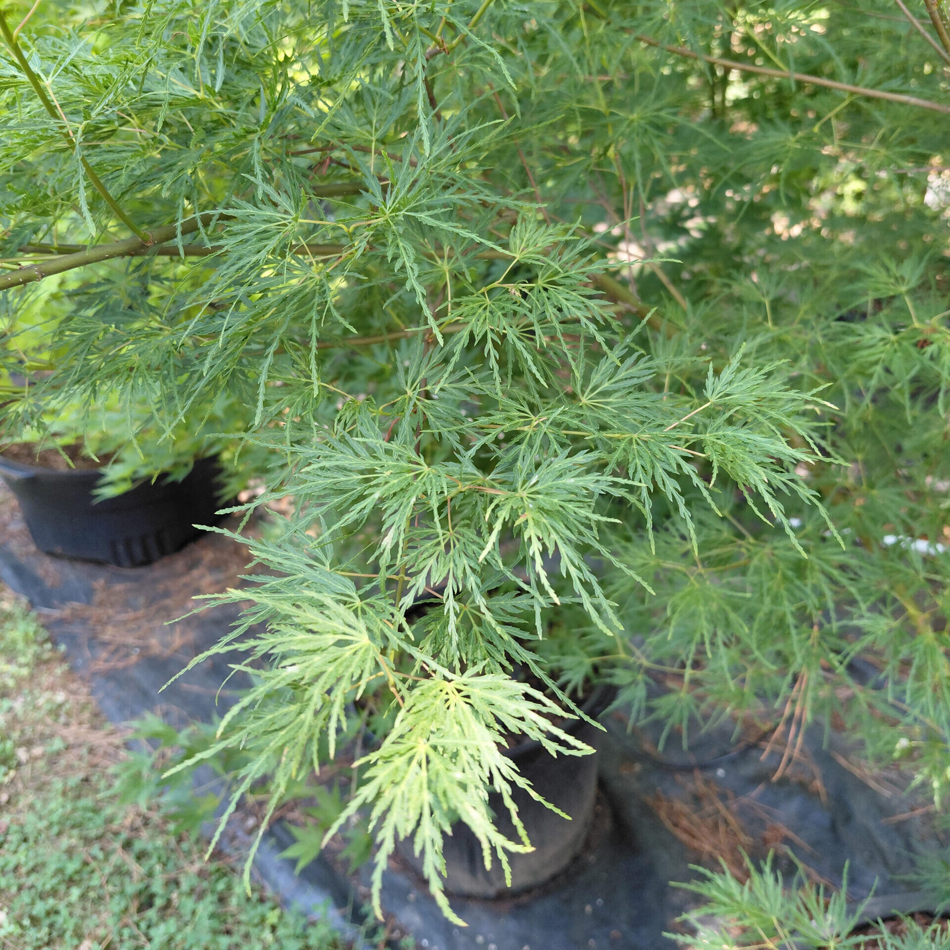 Acer palmatum var. dissectum 'Seiryu'