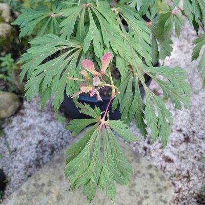 Acer japonicum 'Aconitifolium'