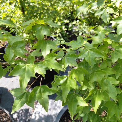 Acer buergerianum