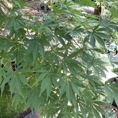 Acer palmatum 'Fascination'